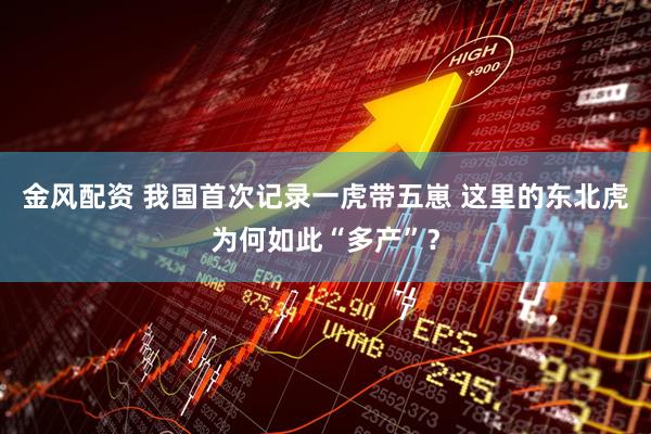 金风配资 我国首次记录一虎带五崽 这里的东北虎为何如此“多产”？